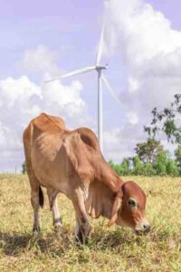 Ethical Beef, Part 3: The Environmental and Moral Concerns of Eating Meat Image